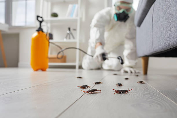 Post-Treatment Bed Bug Interceptor Monitoring in Marysville